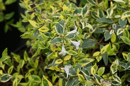  Abelia (Abelia Grandiflora 'Hopleys')