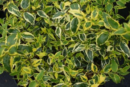  Abelia (Abelia Grandiflora 'Hopleys')