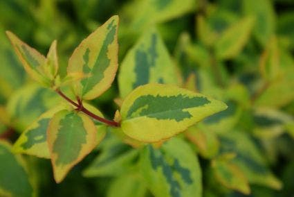  Abelia (Abelia Grandiflora 'Kaleidoscope')