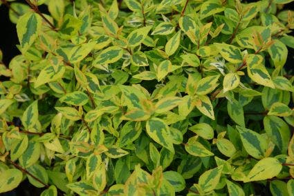 Abelia (Abelia Grandiflora 'Kaleidoscope')