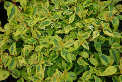  Abelia (Abelia Grandiflora 'Kaleidoscope')