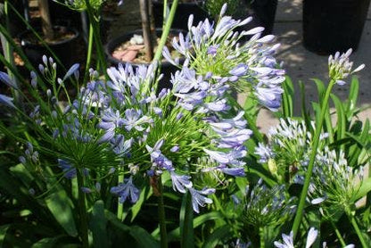 Afrikaanse Lelie (Agapanthus Africanus)