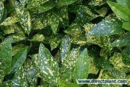  Broodboom (Aucuba Japonica 'Crotonifolia')