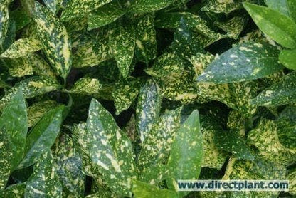  Broodboom (Aucuba Japonica 'Crotonifolia')