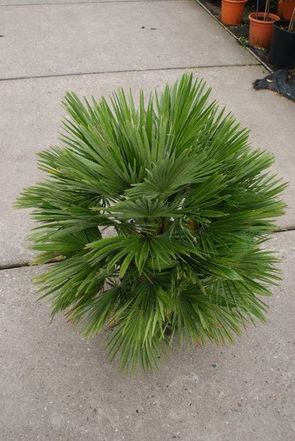  Dwergpalm (Chamaerops Humilis 'Vulcano')