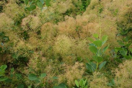  Pruikenboom (Cotinus Coggygria 'Young Lady')