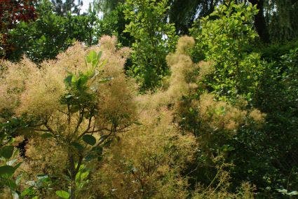  Pruikenboom (Cotinus Coggygria 'Young Lady')