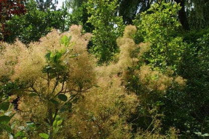  Pruikenboom (Cotinus Coggygria 'Young Lady')
