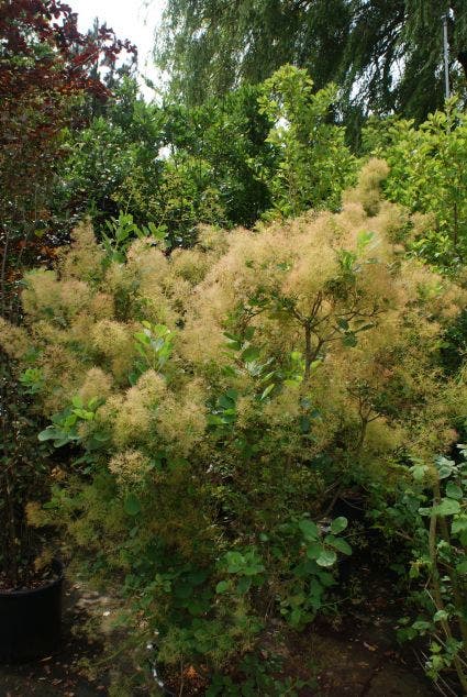  Pruikenboom (Cotinus Coggygria 'Young Lady')