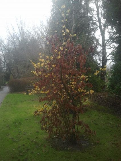  Toverhazelaar (Hamamelis Intermedia 'Arnold Promise')