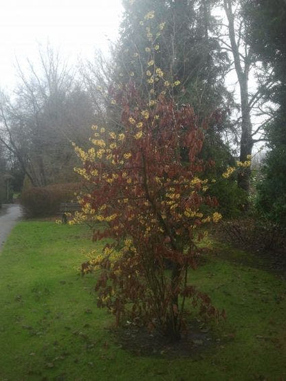  Toverhazelaar (Hamamelis Intermedia 'Arnold Promise')