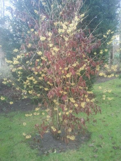  Toverhazelaar (Hamamelis Mollis)