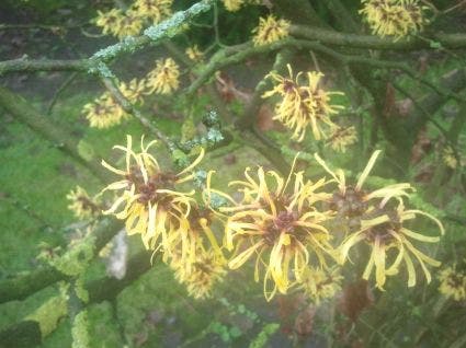  Toverhazelaar (Hamamelis Mollis 'Pallida')