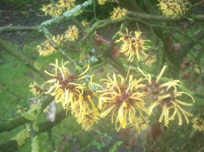 Toverhazelaar (Hamamelis Mollis 'Pallida')