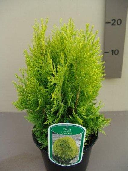  Levensboom (Thuja Orientalis 'Aurea Nana')