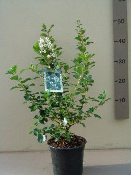  Escallonia (Escallonia 'Iveyi')