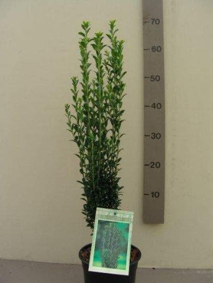  Japanse Hulst (Ilex Crenata 'Fastigiata')