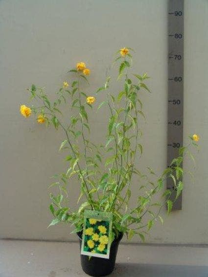  Ranonkelstruik (Kerria Japonica 'Pleniflora')