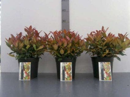  Druifheide (Leucothoe 'Zeblid')