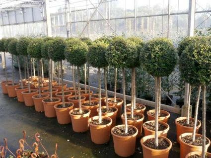  Liguster Op Stam (Ligustrum Delavayanum)
