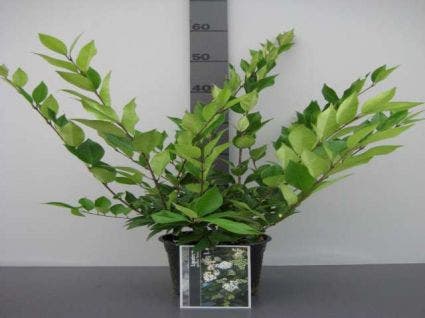  Liguster (Ligustrum Japonicum 'Texanum')