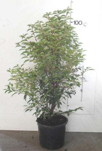  Portugese Laurier, Piramide (Prunus Lusitanica )