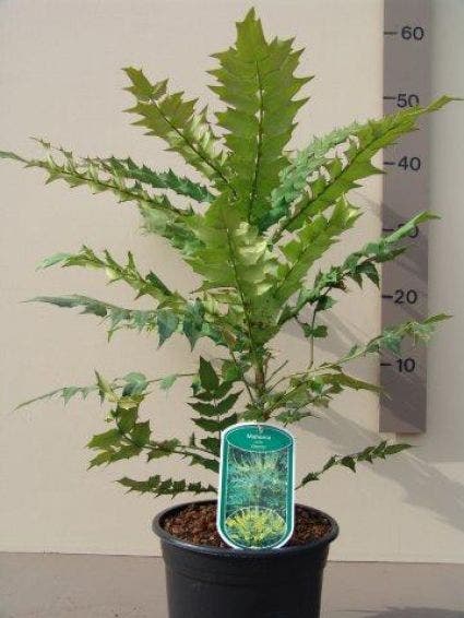 Mahoniestruik (Mahonia Media 'Charity')