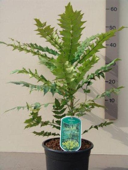  Mahoniestruik (Mahonia Media 'Charity')