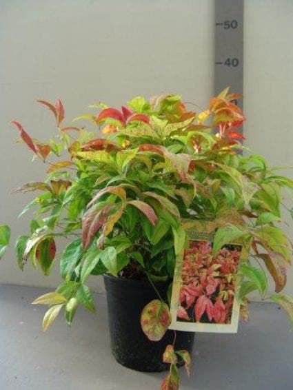  Hemelse Bamboe (Nandina Domestica 'Fire Power')