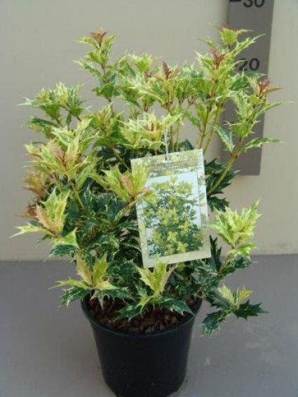  Schijnhulst (Osmanthus Heterophyllus 'Variegatus')