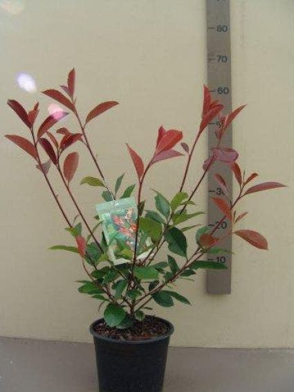  Glansmispel (Photinia Fraseri 'Red Robin')