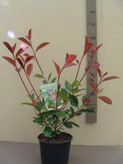  Glansmispel (Photinia Fraseri 'Red Robin')