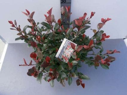  Glansmispel (Photinia Fraseri 'Little Red Robin')