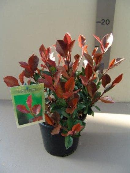  Glansmispel (Photinia Fraseri 'Little Red Robin')
