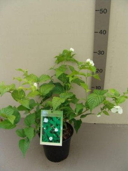  Schijnkerria (Rhodotypos Scandens)