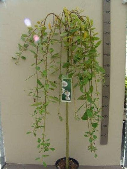  Treurwilg Op Stam (Salix Caprea 'Kilmarnock')