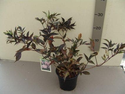  Zwarte Vlier (Sambucus Nigra 'Black Beauty')