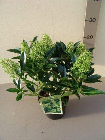  Skimmia (Skimmia Confusa 'Kew Green')
