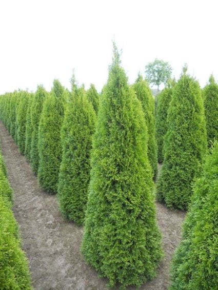  Westerse Levensboom (Thuja Occidentalis 'Smaragd')