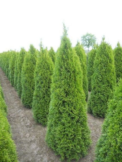  Westerse Levensboom (Thuja Occidentalis 'Smaragd')