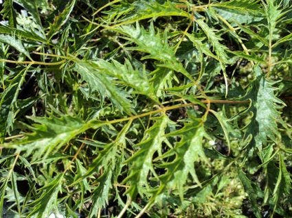  Geitebaard (Aruncus Dioicus 'Kneiffii')