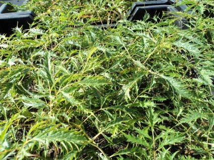  Geitebaard (Aruncus Dioicus 'Kneiffii')