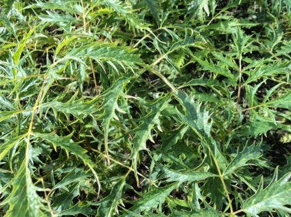  Geitebaard (Aruncus Dioicus 'Kneiffii')