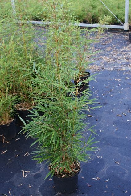  Niet Woekerende Bamboe (Fargesia Robusta)