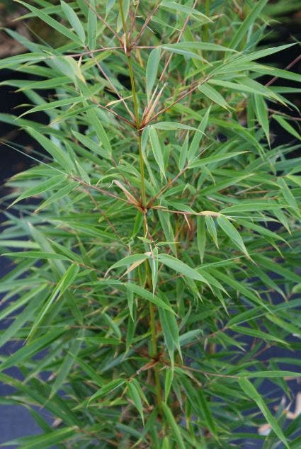  Niet Woekerende Bamboe (Fargesia Robusta)