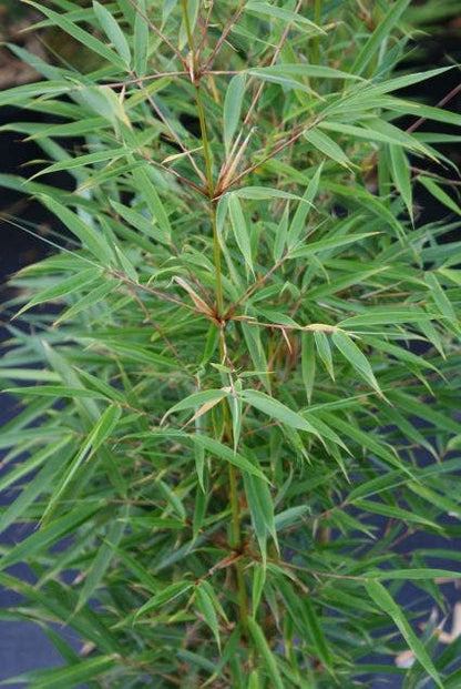  Niet Woekerende Bamboe (Fargesia Robusta)