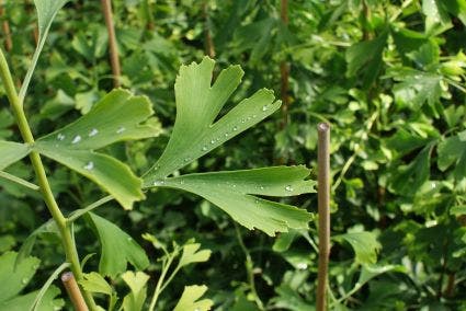  Japanse Notenboom (Ginkgo Biloba)
