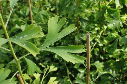  Japanse Notenboom (Ginkgo Biloba)
