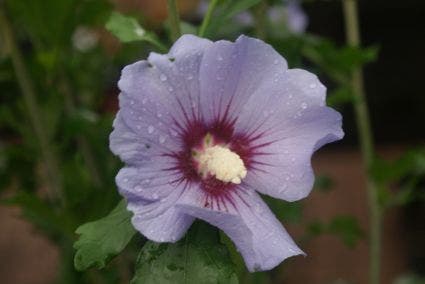  Altheastruik (Hibiscus Syriacus 'Oiseau Bleu')