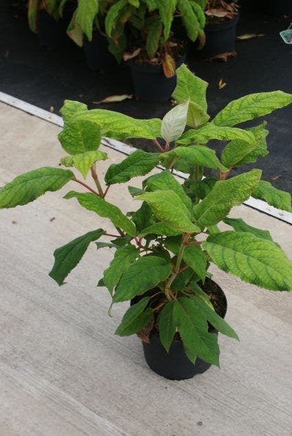  Fluweelhortensia (Hydrangea Aspera 'Macrophylla')
